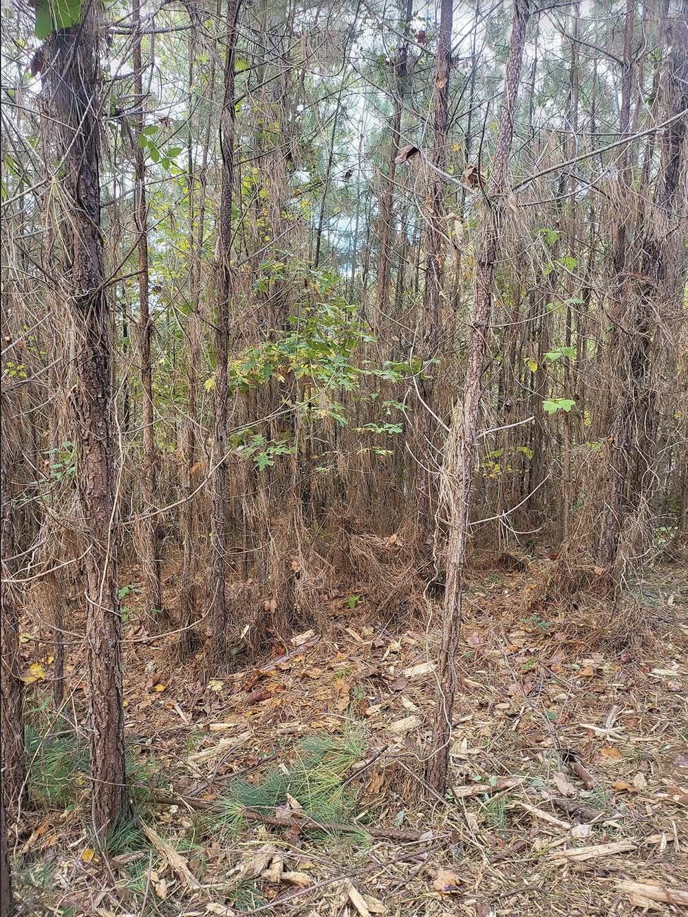 Clearing a Lot for a Home in Blairsville